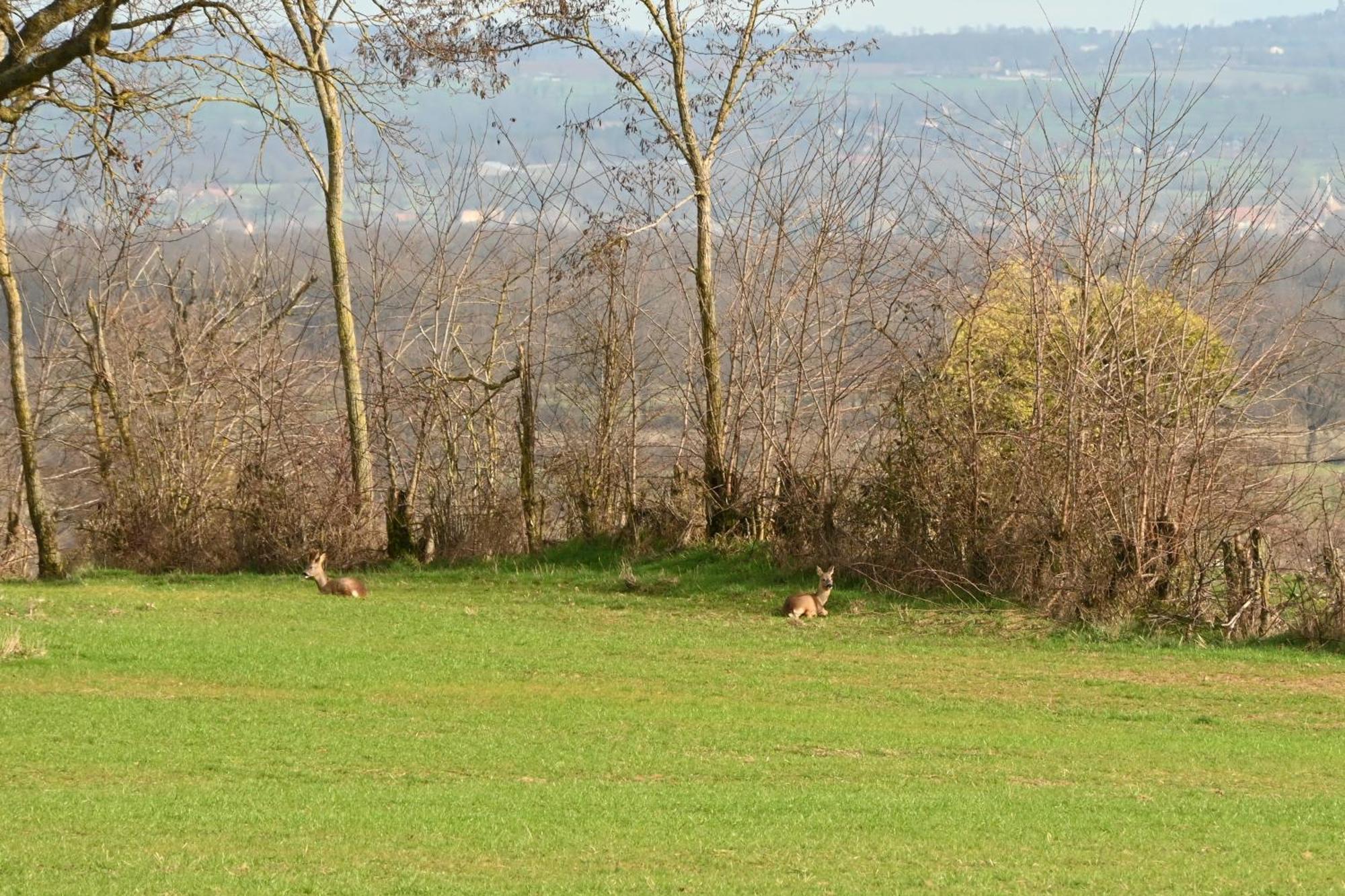 Aux 3 Forets Bizeneuille Eksteriør bilde